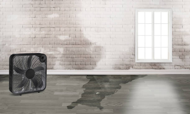 Best Water damage restoration company  in Sidney, OH